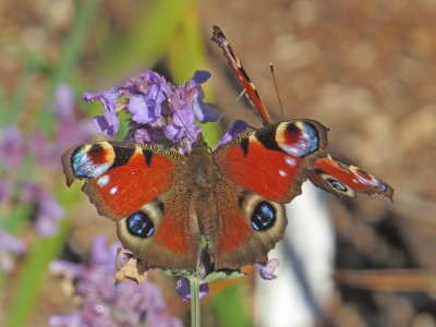 24-09-18-011-Peacock.jpg