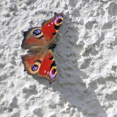 24-09-09-081-Peqacock.jpg