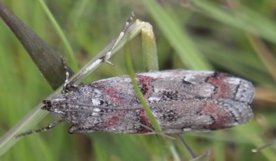 Unidentified moth. New Forest 30/06/2021