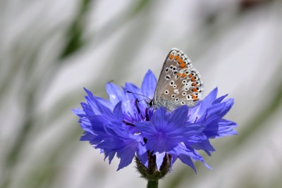 Brown Argus