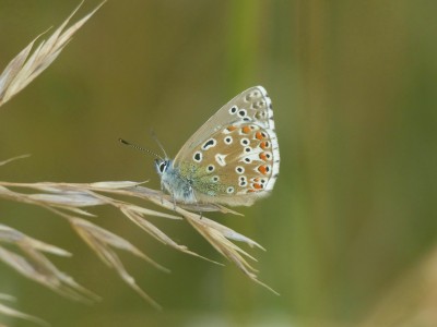 P1130024 Adonis Blue, Aston Rowant, 24.08.21.JPG