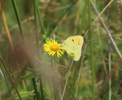 Just a normal Clouded Yellow?