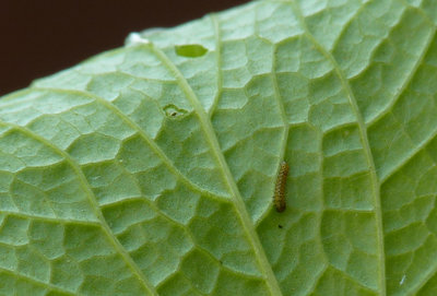 What I thought was going to be a Green Veined White larva obviously isn't. Feeding damage is also visible close by.