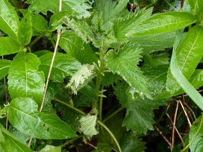 8.4.2018 - Two 3rd Instar larvae on this nettle plant plus an empty shelter. One of the larvae shown below
