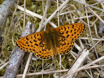 11.5.2019 - Pearl Bordered Fritillary - West Wood