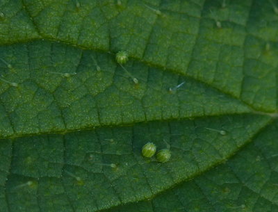3 eggs on the same leaf showing slightly different colouration indicating they were probably laid at different times