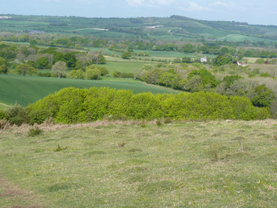 Old Winchester Hill - These trees still stand out in the landscape due to the bright green new leaf growth