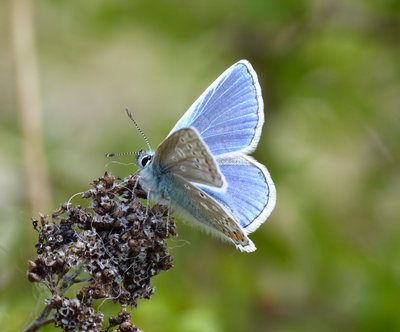 5.5.2019 - Common Blue - Old Winchester Hill