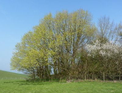 Old Winchester Hill - 7.4.2019 - This clump of Wych Elm just outside the reserve may be the source of sporadic sightings of White-Letter Hairstreak here