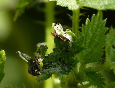 1st instar Red Admiral larva. The only one I managed to locate.