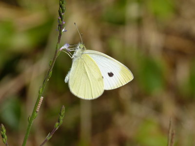 24.7.2018 - Small White - Southwick. I did not notice the eggs when I took this. I have no idea what they are or what the plant is.