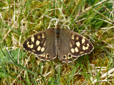 7.4.2019 - Speckled Wood - Old Winchester Hill