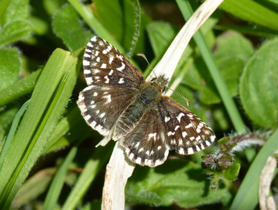 5.5.2019 - Grizzled Skipper - Old Winchester Hill