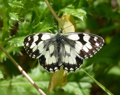 My first Marbled White of the year