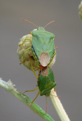 27.5.2019 - These amorous shield bugs spent several days gorging on the unopened flower buds