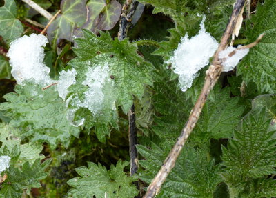 18.3.2018 - I was able to locate 1x larva during the snow. The larval tent just visible in the centre of this shot. I did not want to disturb it but it looked like it was 3rd instar. Below a wider view of this Nettle plant.