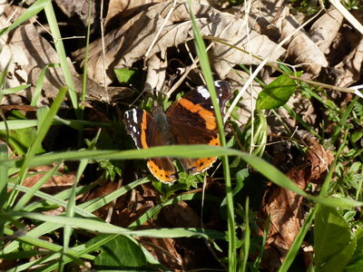 This female Red Admiral crawled around on small Nettle shoots laying several eggs. The resulting egg of this captured moment shown below 17.2.2018