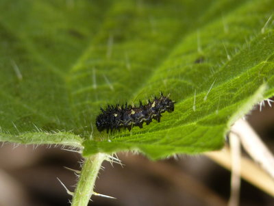 3rd instar Red Admiral larva as found out in the open