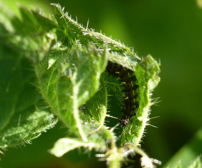 One of ten 2nd instar Red Admiral larvae found. This one having moved on from the growing tip to its new location