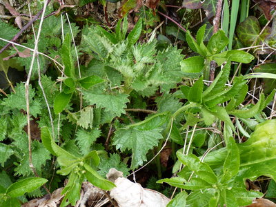 Typical condition of Nettle growth at my site. This plant supporting 3x larvae currently - Southwick 11.3.2018