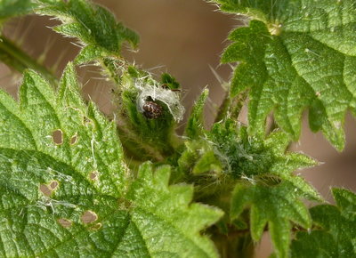 Still plenty of 1st instar Red Admiral larvae about