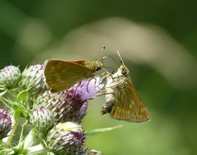 23.6.2018 - Large Skippers - Southwick, Hampshire