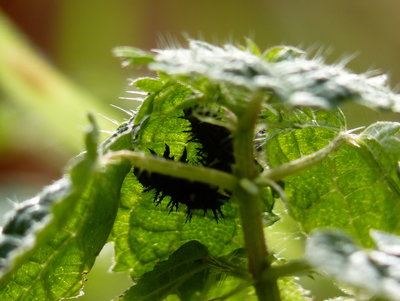 This was perhaps the largest larva seen. 3rd or possibly 4th instar.