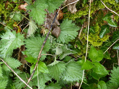 8.4.2018 - The same Nettle clump and larva 3 weeks on. The larva now in its 5th instar shown below is located in the jumble of leaves at the centre of this shot.