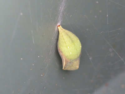 31.3.2019 - Speckled Wood Pupa just starting to 'colour up'...