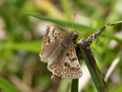 5.5.2019 - Dingy Skipper - Old Winchester Hill