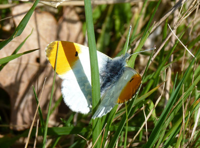 24.3.2019 - Male Orange Tip - Southwick. This butterfly had me breaking into a light run in order to capture a photo. It only settled the once, in this very unphotogenic pose!