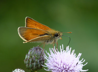 22.6.2018 - Male Small Skipper. The only butterfly I photographed here - Butts Ash nr Fawley