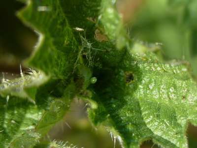 New egg since last visit. On a leaf that already supports a 1st instar larva.