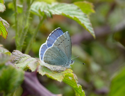 Holly Blue male and female
