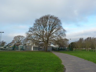 Southsea Common apparently has the Largest concentration of Elms in Hampshire. Almost all the trees in these 2 photos are Elm