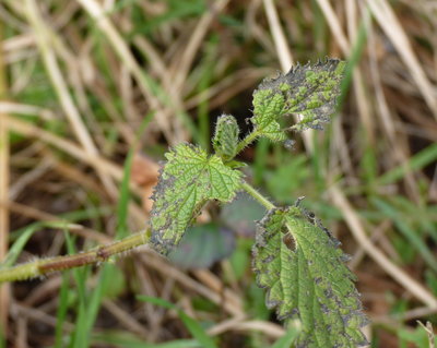 28.1.2018 - Typical condition of 'last seasons' Nettles. I think the small larva in the central tip will struggle to survive.