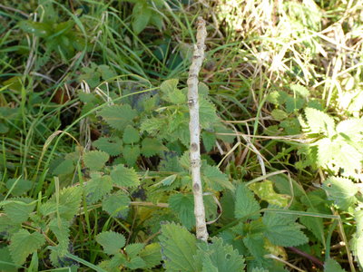 Larval location marked with a stout twig pushed into the ground