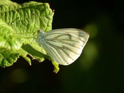24.7.2018 - Green-Veined White - St Catherines Hill