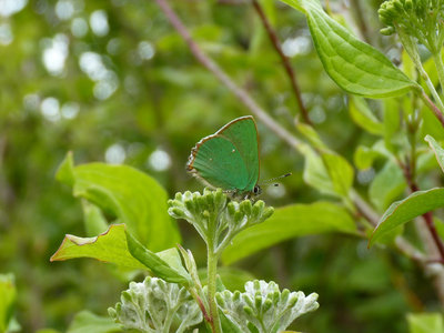 5.5.2019 - Green Hairstreak - Old Winchester Hill