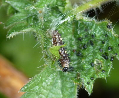 Most larvae found currently at my Southwick site are in the 2nd/3rd instar stage. 2nd instar premoult above and newly moulted 3rd Instar below both on the same plant - Southwick 11.3.2018