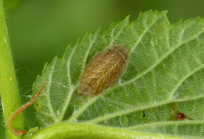 18.5.2019 Pitt Down - This larva has chosen the underside of a leaf but is otherwise exposed.
