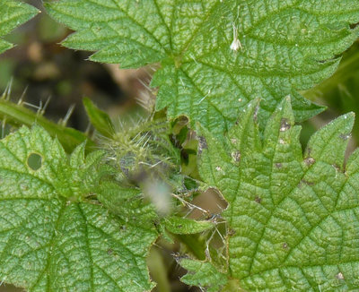 Not a great photo but if you zoom in a 1st instar larva can just be seen centre frame.