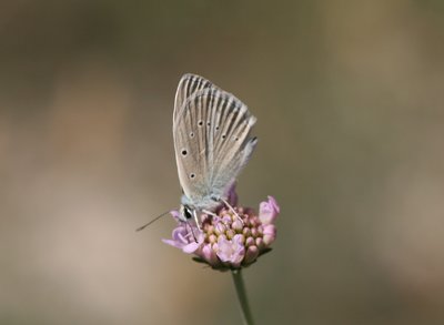 Blue, Forster's Furry (1) s.jpg