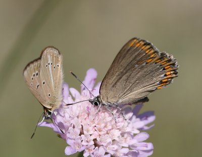 Ripart's Anamalous Blue & Spanish Purple Hairstreak.jpg