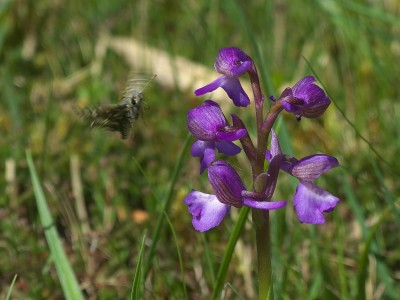 Grizzled Skipper about to alight on Green winged Orchid.
