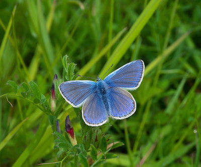 Some lovely Common Blues.