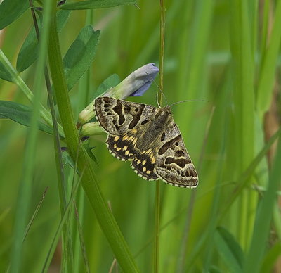 Mother Shipton moth.