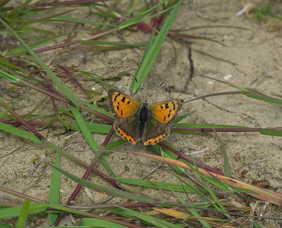 Several Small Coppers.