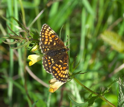 Heath Fritillary on its larval food plant - Common Cow-wheat.