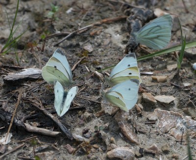 Small Whites and a Green-veined Whites, mud-puddling. I frightened a fair few away when I took this shot.